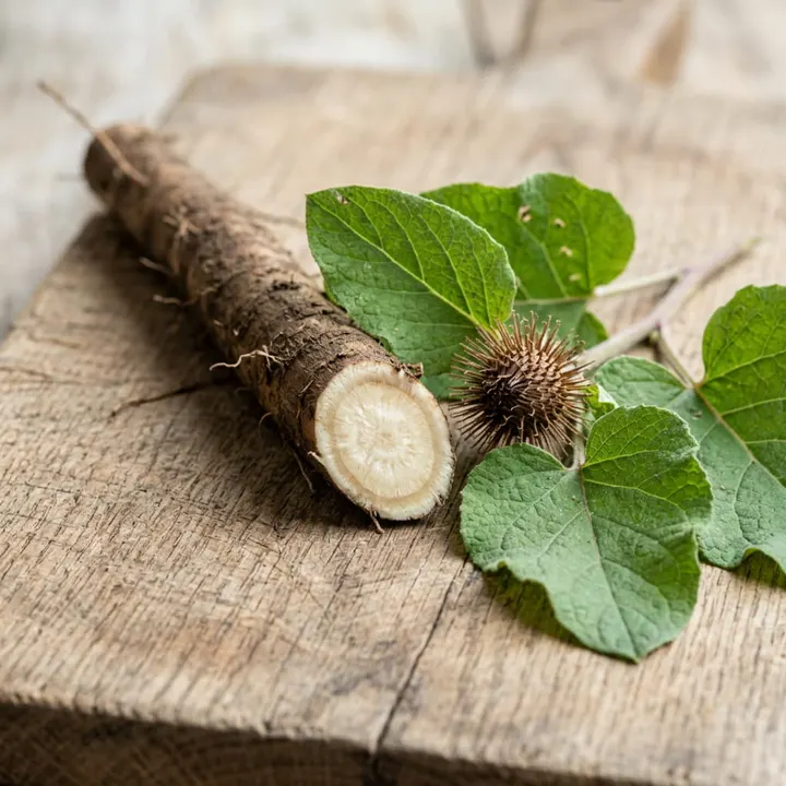 Burdock roots